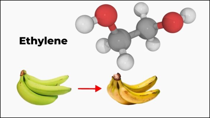 Khí Ethylene làm trái cây nhanh chín; Gói Hút Ethylene Secco
