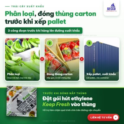 Trái cây được phân loại và đóng vào thùng carton trước khi xếp pallet xuất khẩu.